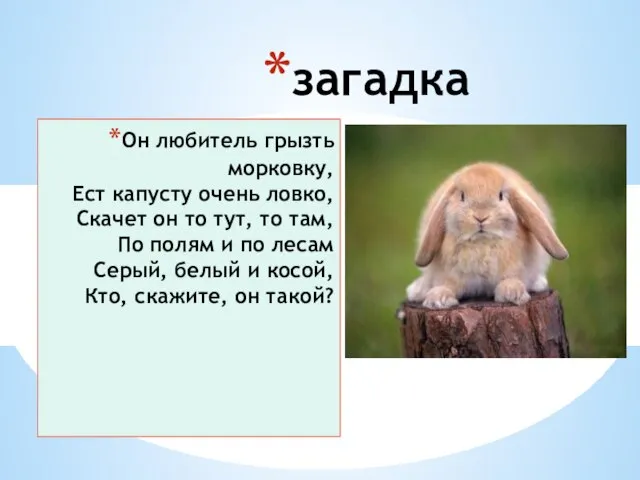 Он любитель грызть морковку, Ест капусту очень ловко, Скачет он то тут,