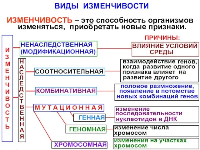 ИЗМЕНЧИВОСТЬ – это способность организмов изменяться, приобретать новые признаки. ВИДЫ ИЗМЕНЧИВОСТИ