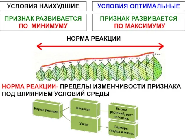 УСЛОВИЯ ОПТИМАЛЬНЫЕ УСЛОВИЯ НАИХУДШИЕ ПРИЗНАК РАЗВИВАЕТСЯ ПО МИНИМУМУ ПРИЗНАК РАЗВИВАЕТСЯ ПО МАКСИМУМУ