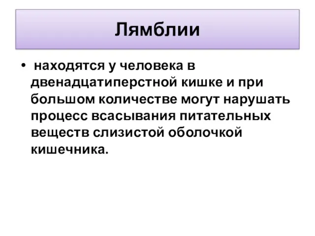 Лямблии находятся у человека в двенадцатиперстной кишке и при большом количестве могут