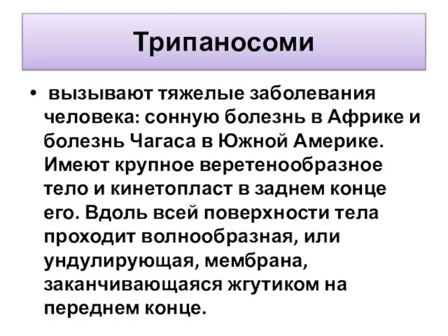 Трипаносоми вызывают тяжелые заболевания человека: сонную болезнь в Африке и болезнь Чагаса