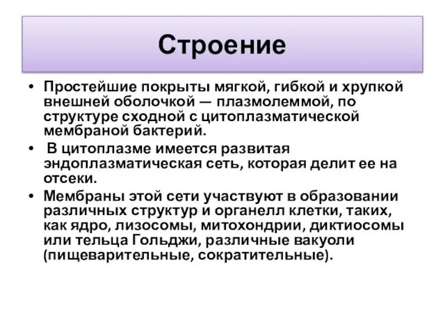 Строение Простейшие покрыты мягкой, гибкой и хрупкой внешней оболочкой — плазмолеммой, по