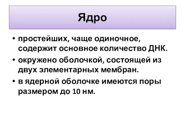 Ядро простейших, чаще одиночное, содержит основное количество ДНК. окружено оболочкой, состоящей из