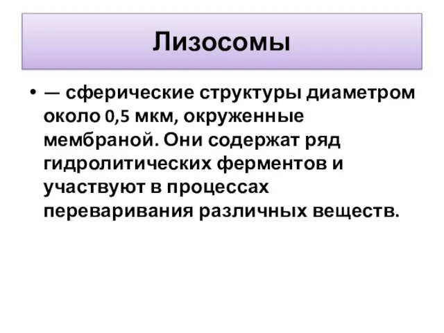 Лизосомы — сферические структуры диаметром около 0,5 мкм, окруженные мембраной. Они содержат