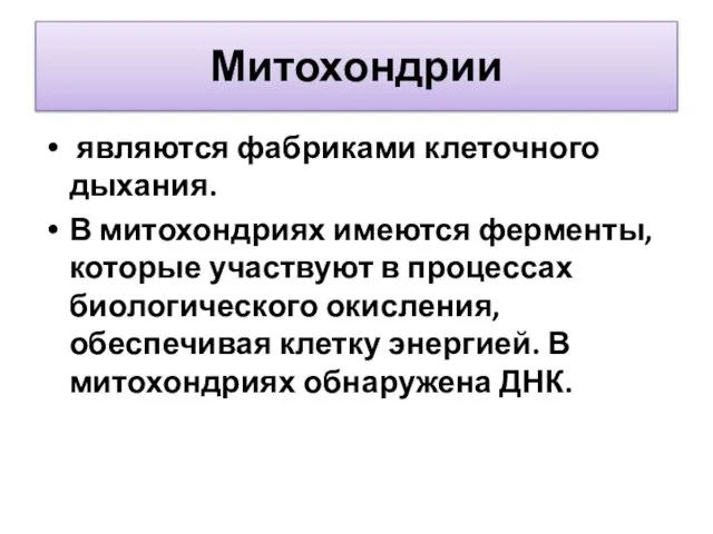 Митохондрии являются фабриками клеточного дыхания. В митохондриях имеются ферменты, которые участвуют в