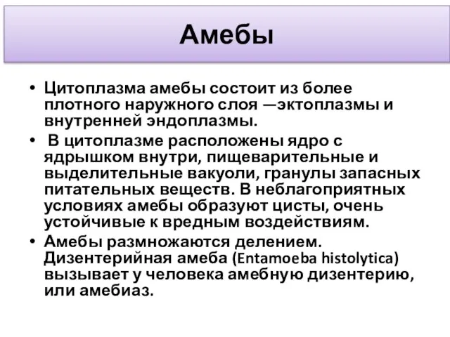 Амебы Цитоплазма амебы состоит из более плотного наружного слоя —эктоплазмы и внутренней