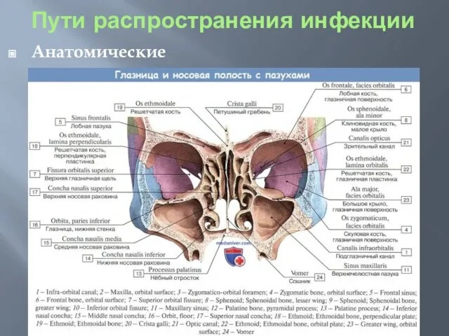 Пути распространения инфекции Анатомические аспекты