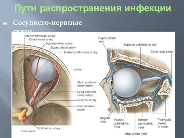 Сосудисто-нервные связи Пути распространения инфекции