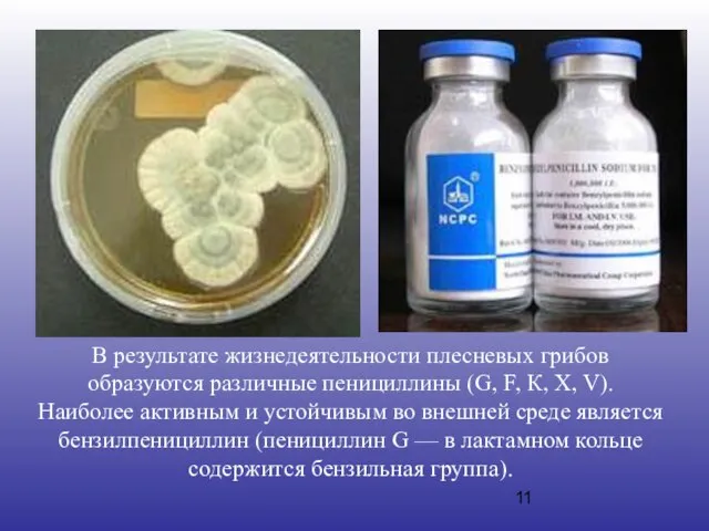 В результате жизнедеятельности плесневых грибов образуются различные пенициллины (G, F, К, X,