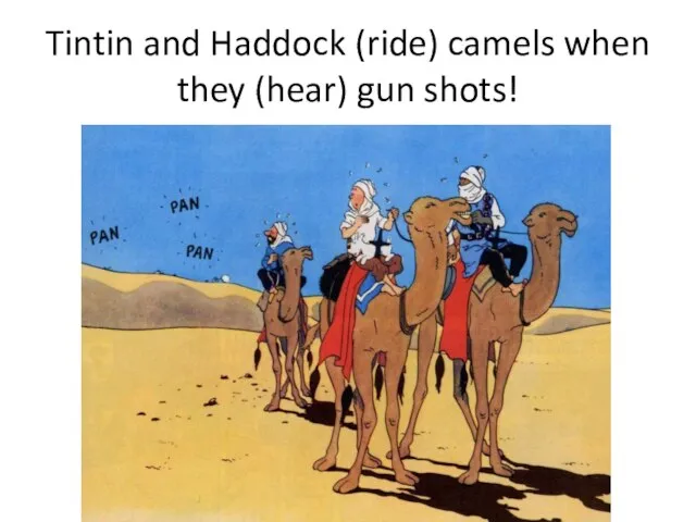 Tintin and Haddock (ride) camels when they (hear) gun shots!