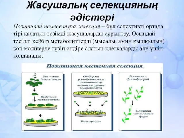 Жасушалық селекцияның әдістері Позитивті немесе тура селекция – бұл селективті ортада тірі