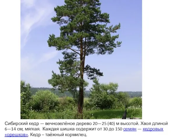 Сибирский кедр — вечнозелёное дерево 20—25 (40) м высотой. Хвоя длиной 6—14