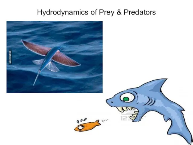 Hydrodynamics of Prey & Predators