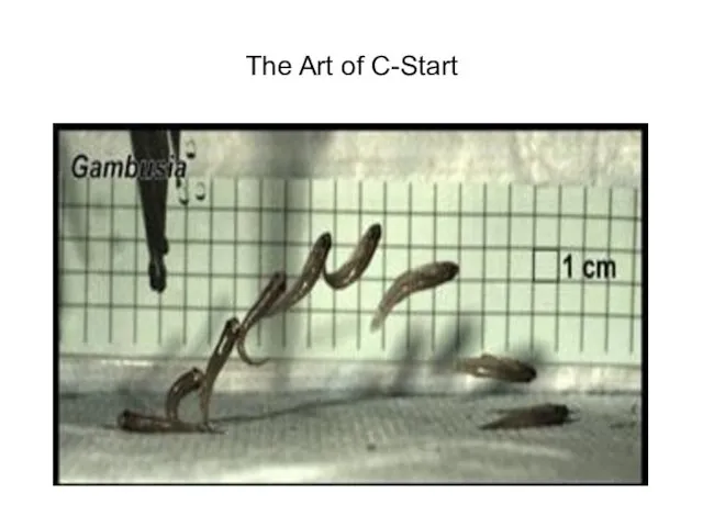 The Art of C-Start