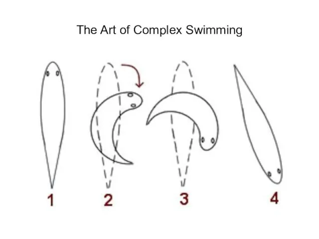 The Art of Complex Swimming