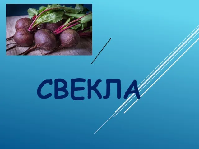 СВЕКЛА