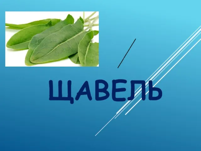 ЩАВЕЛЬ