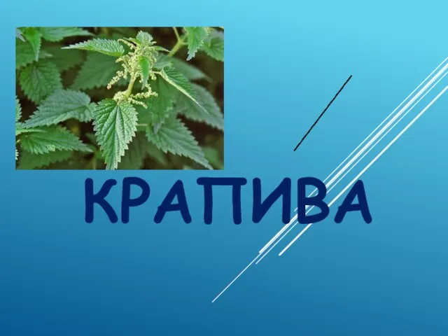 КРАПИВА