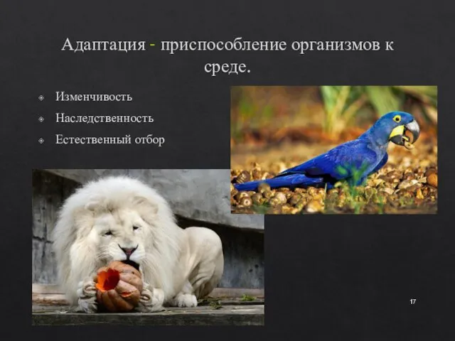 Адаптация - приспособление организмов к среде. Изменчивость Наследственность Естественный отбор