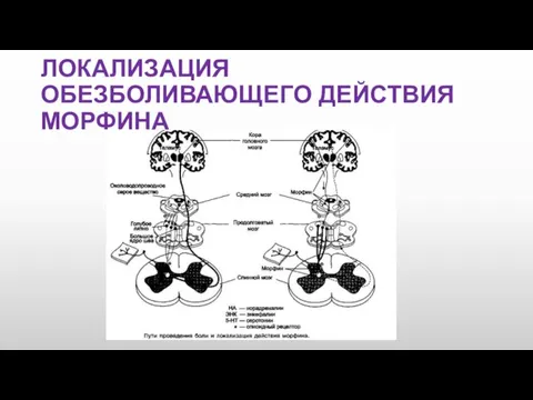 ЛОКАЛИЗАЦИЯ ОБЕЗБОЛИВАЮЩЕГО ДЕЙСТВИЯ МОРФИНА