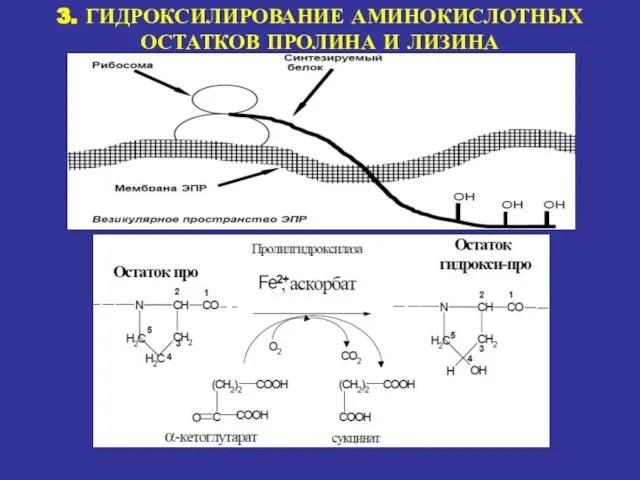 3. ГИДРОКСИЛИРОВАНИЕ АМИНОКИСЛОТНЫХ ОСТАТКОВ ПРОЛИНА И ЛИЗИНА