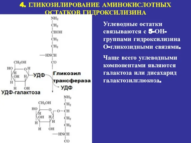 4. ГЛИКОЗИЛИРОВАНИЕ АМИНОКИСЛОТНЫХ ОСТАТКОВ ГИДРОКСИЛИЗИНА Углеводные остатки связываются с 5-ОН-группами гидроксилизина О-гликозидными