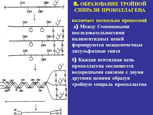 5. ОБРАЗОВАНИЕ ТРОЙНОЙ СПИРАЛИ ПРОКОЛЛАГЕНА включает несколько процессов: а) Между С-концевыми последовательностями