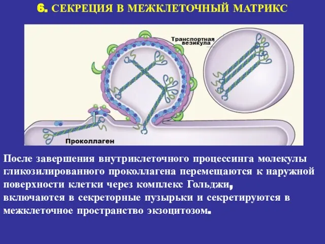 6. СЕКРЕЦИЯ В МЕЖКЛЕТОЧНЫЙ МАТРИКС После завершения внутриклеточного процессинга молекулы гликозилированного проколлагена