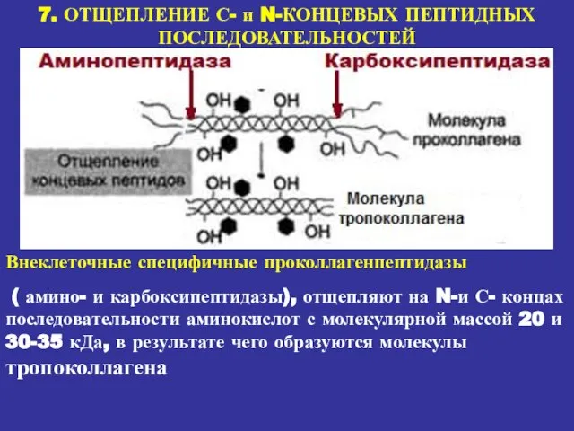 7. ОТЩЕПЛЕНИЕ С- и N-КОНЦЕВЫХ ПЕПТИДНЫХ ПОСЛЕДОВАТЕЛЬНОСТЕЙ Внеклеточные специфичные проколлагенпептидазы ( амино-