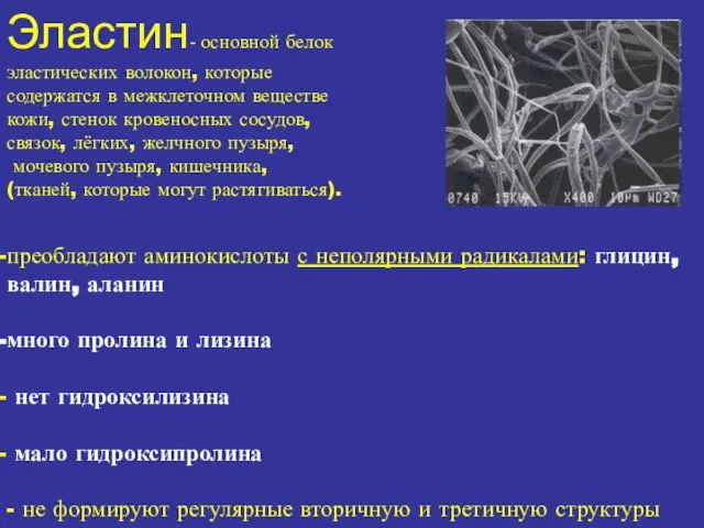 Эластин- основной белок эластических волокон, которые содержатся в межклеточном веществе кожи, стенок