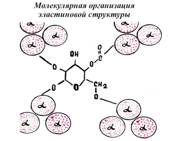 Молекулярная организация эластиновой структуры