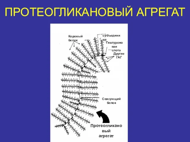 ПРОТЕОГЛИКАНОВЫЙ АГРЕГАТ Коровый белок субъединица Гиалуроновая кислота Другие ГАГ Связующий белок Протеогликановый агрегат