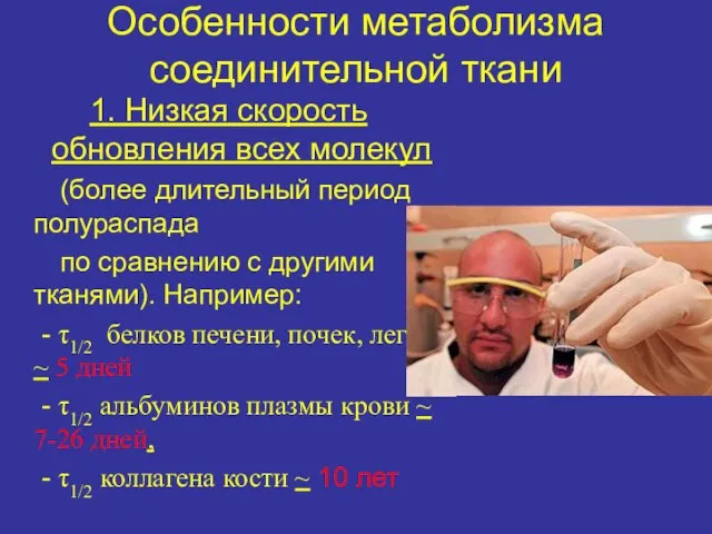 Особенности метаболизма соединительной ткани 1. Низкая скорость обновления всех молекул (более длительный