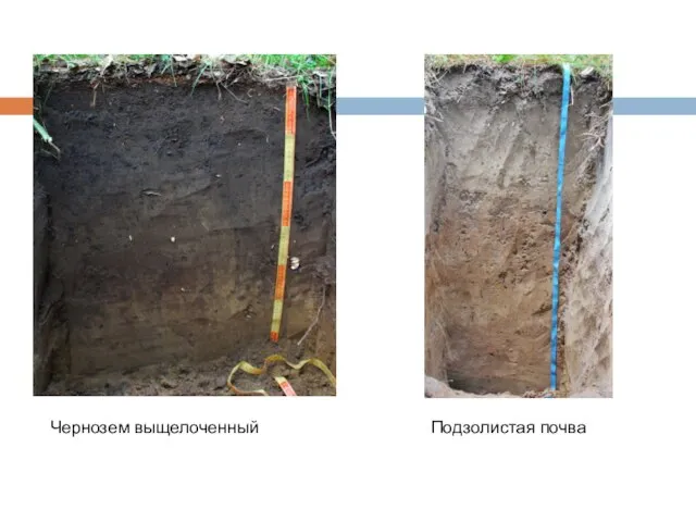 Чернозем выщелоченный Подзолистая почва