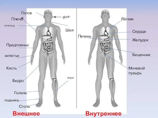 Плечо Предплечье Кисть Бедро Голень Стопа Шея Голова Внешнее строение Внутреннее строение