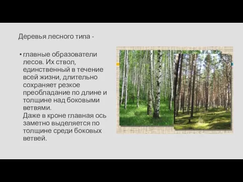 Деревья лесного типа - главные образователи лесов. Их ствол, единственный в течение