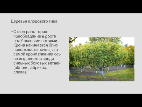 Деревья плодового типа Ствол рано теряет преобладание в росте над боковыми ветвями.