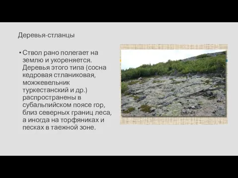 Деревья-стланцы Ствол рано полегает на землю и укореняется. Деревья этого типа (сосна