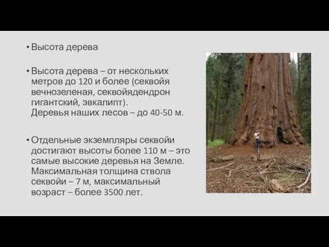 Высота дерева Высота дерева – от нескольких метров до 120 и более