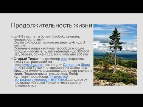 Продолжительность жизни до 4-5 тыс. лет и более (баобаб, секвойя, кипарис болотный).