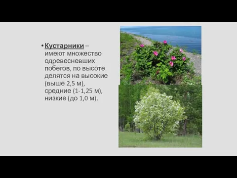 Кустарники – имеют множество одревесневших побегов, по высоте делятся на высокие (выше