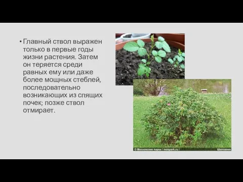 Главный ствол выражен только в первые годы жизни растения. Затем он теряется