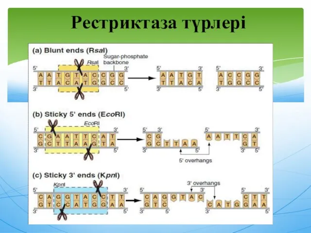 Рестриктаза түрлері