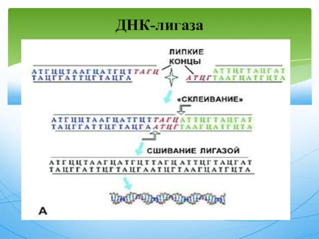 ДНК-лигаза