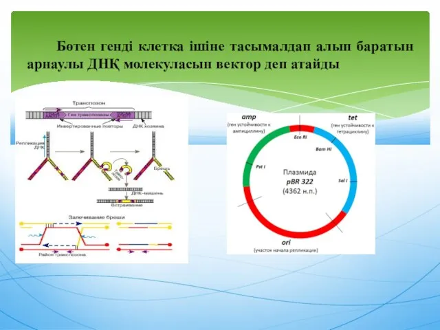 Бөтен генді клетка ішіне тасымалдап алып баратын арнаулы ДНҚ молекуласын вектор деп атайды