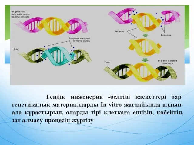 Гендік инженерия -белгілі қасиеттері бар генетикалық материалдарды In vitro жағдайында алдын-ала құрастырып,