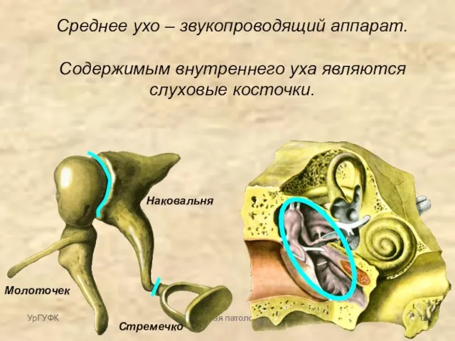 Частная патология Среднее ухо – звукопроводящий аппарат. Содержимым внутреннего уха являются слуховые