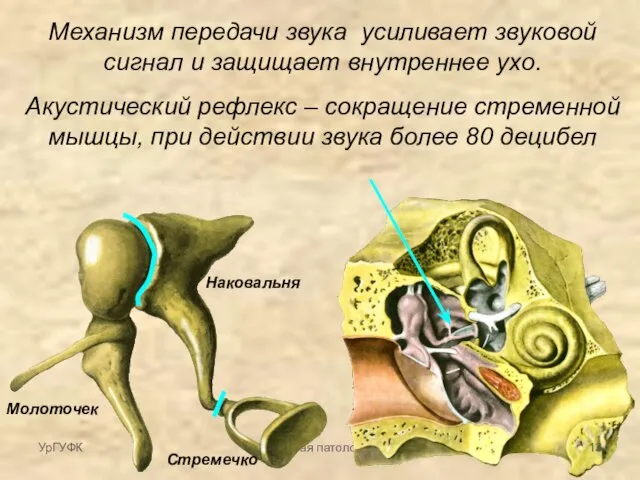Частная патология Механизм передачи звука усиливает звуковой сигнал и защищает внутреннее ухо.