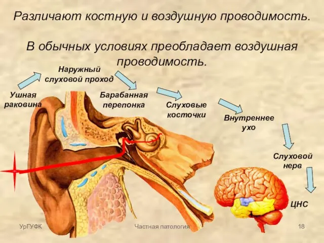 Различают костную и воздушную проводимость. В обычных условиях преобладает воздушная проводимость. Ушная