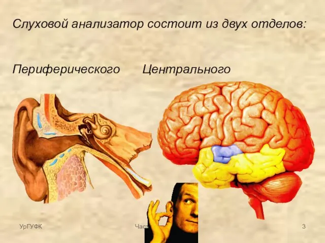 Частная патология Слуховой анализатор состоит из двух отделов: Периферического Центрального УрГУФК